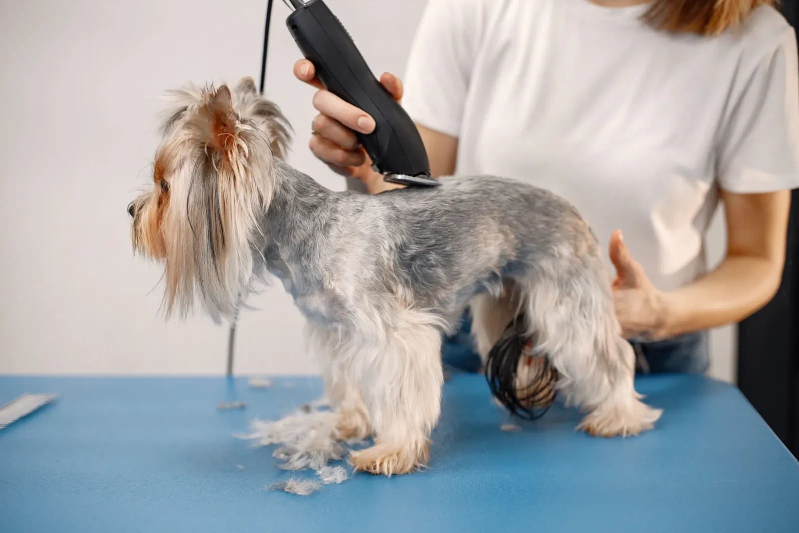 Serviços crescem mais que ração no setor pet