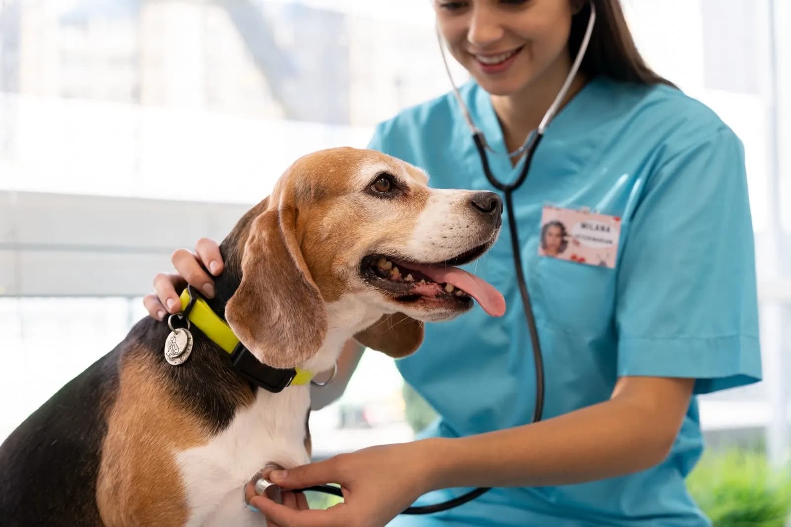 Com 30% do mercado global, Europa concentra crescimento do pet em saúde preventiva